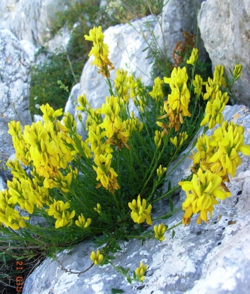 Genista tinctoria / Ginestra minore